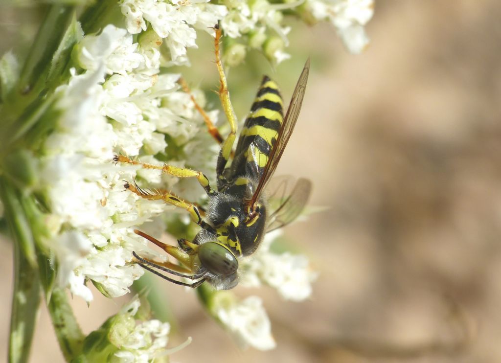 Crabronidae: Bembix rostrata (cf.)